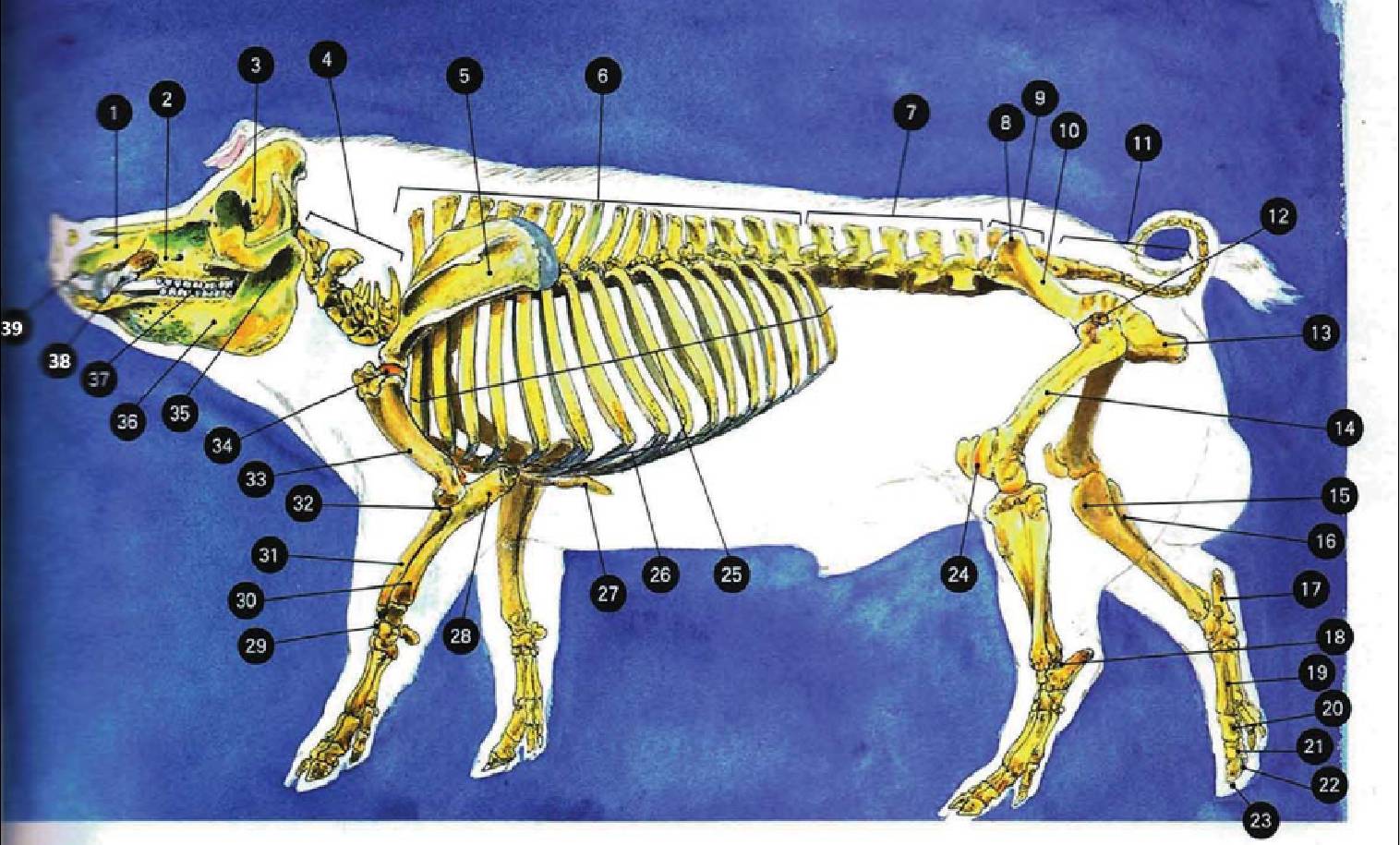 猪的骨架结构及分解讲解,唐师傅教学视频