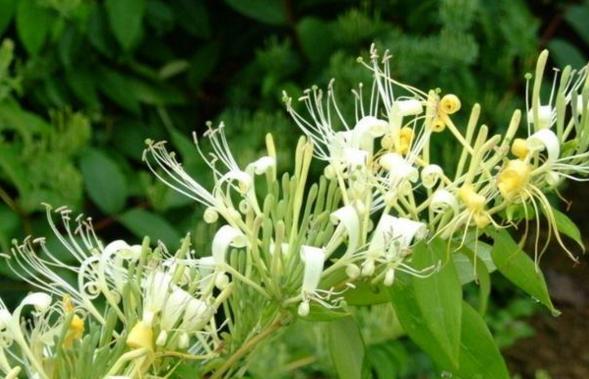 农村种植什么赚钱不愁销路安徽,农村种植什么果树好