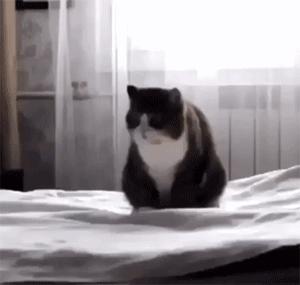 泰迪喝酒喝醉了,泰迪喝醉了怎么办