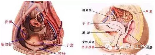 拒绝产后大肚腩轻轻松松搞定,盆腔臀疗手法