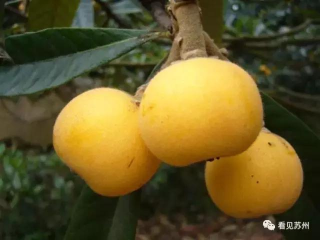 醉美苏州好去处太湖吴中,苏州太湖边哪里最好看攻略