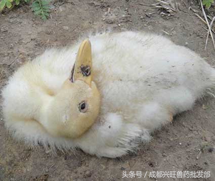 春季鸭鹅常见疾病,六种常见鸭病治疗方法