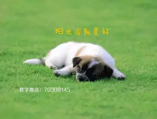 狗狗腹泻怎么治疗最快,狗狗呕吐腹泻