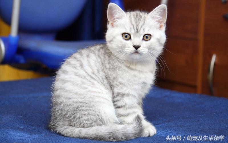 新手养猫该用什么品牌的猫粮,养猫的注意点