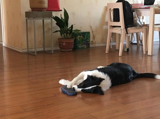 狗狗脓皮病用什么药,狗狗得了脓皮症怎么缓解它的痒