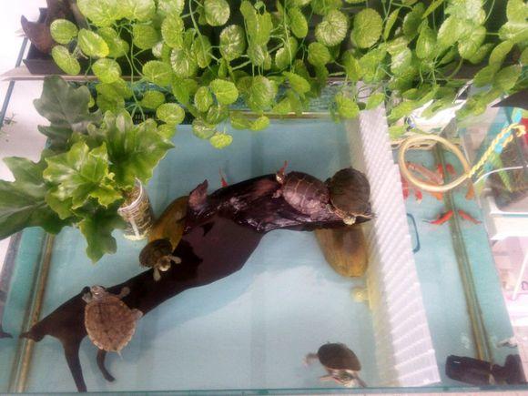 养龟适合的绿植有哪些品种,黄喉龟缸里适合养什么绿植