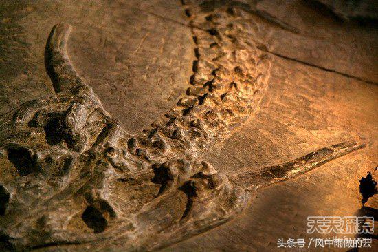 龙存在的证据大全,古代龙真实存在吗