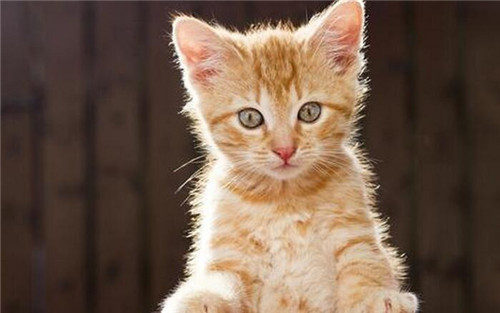 本命年真的要穿一身红吗,本命年穿红是从什么时候开始穿