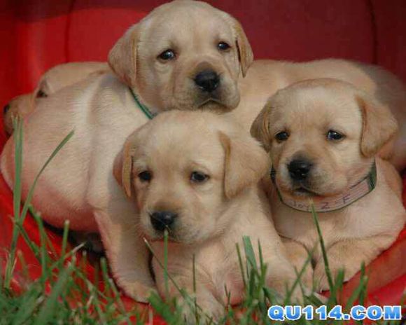 普遍的狗狗品种大全及图片,所有狗狗品种集合大全