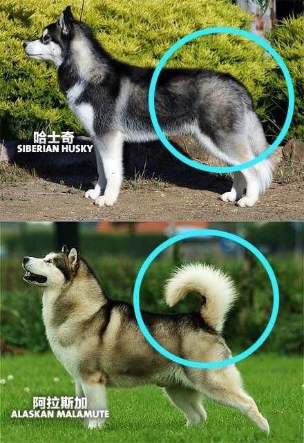 普遍的狗狗品种大全及图片,所有狗狗品种集合大全