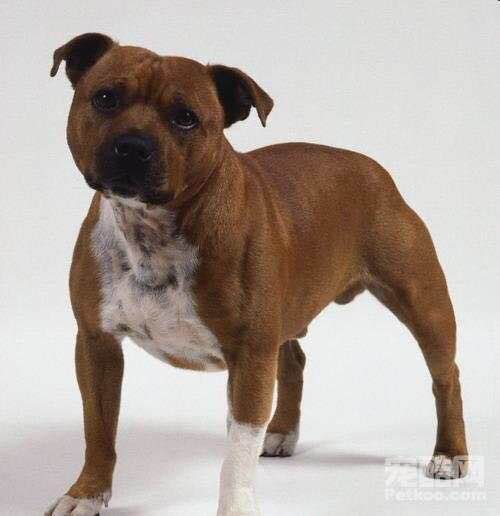 普遍的狗狗品种大全及图片,所有狗狗品种集合大全