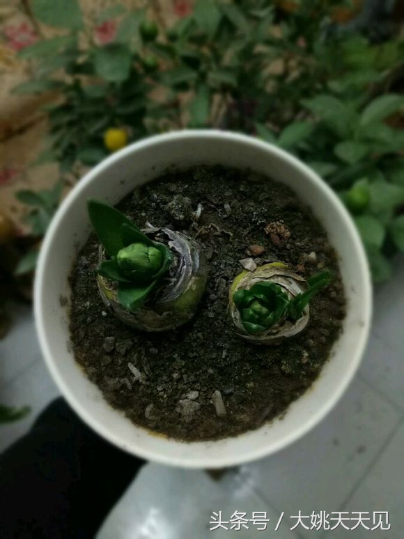 看完这些再决定要不要养猫吧,学会这几招还怕风信子养不活