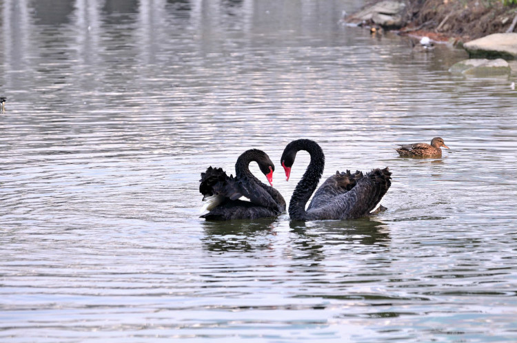从成语看古人秀恩爱的招数,虐不死算我的!