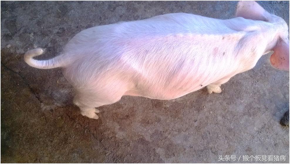 驾驭猪病—猪涨肚子了，养猪人按这三类情况抓紧治疗