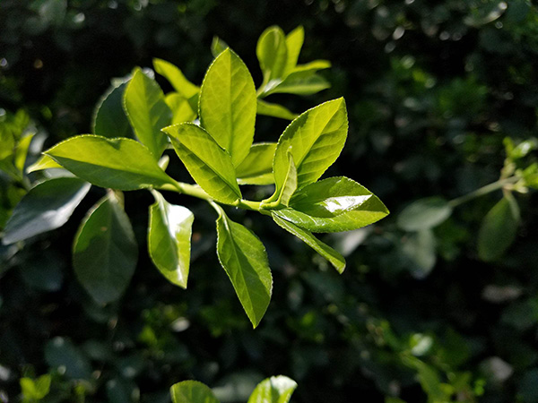 s8全新市场价,s8上市多少钱