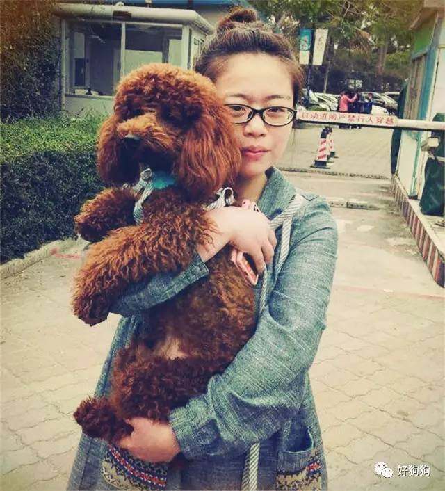 一只贵宾狗,一只贵宾犬