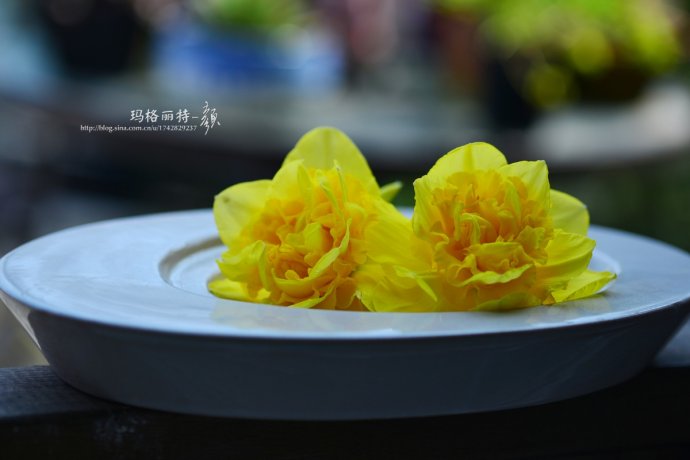 水仙花卉美图,植物水仙子图片