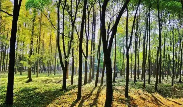 上海各条地铁线沿途景点大全,上海最惊艳的地铁路线