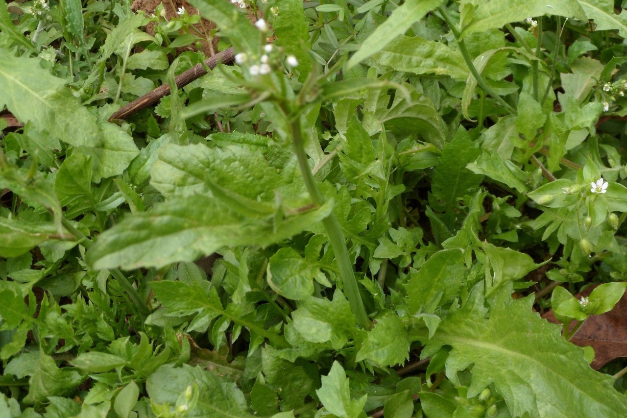 本草纲目中的荠菜,本草纲目荠菜图片