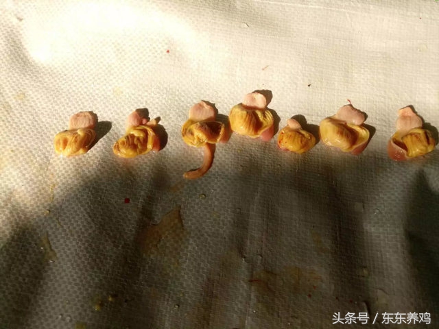 腺肌胃炎养鸡你遇到过吗,养鸡千万不要盲目跟风