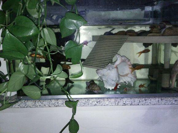 养龟适合的绿植有哪些品种,黄喉龟缸里适合养什么绿植