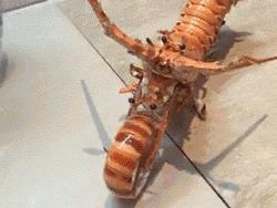 枪支后坐力搞笑视频,枪后坐力搞笑