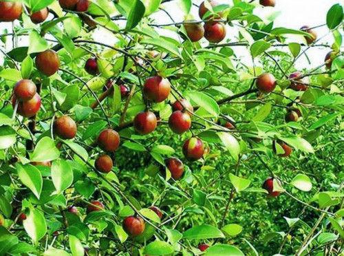 宝宝跌打淤青不消除,宝宝摔倒淤血需要处理吗