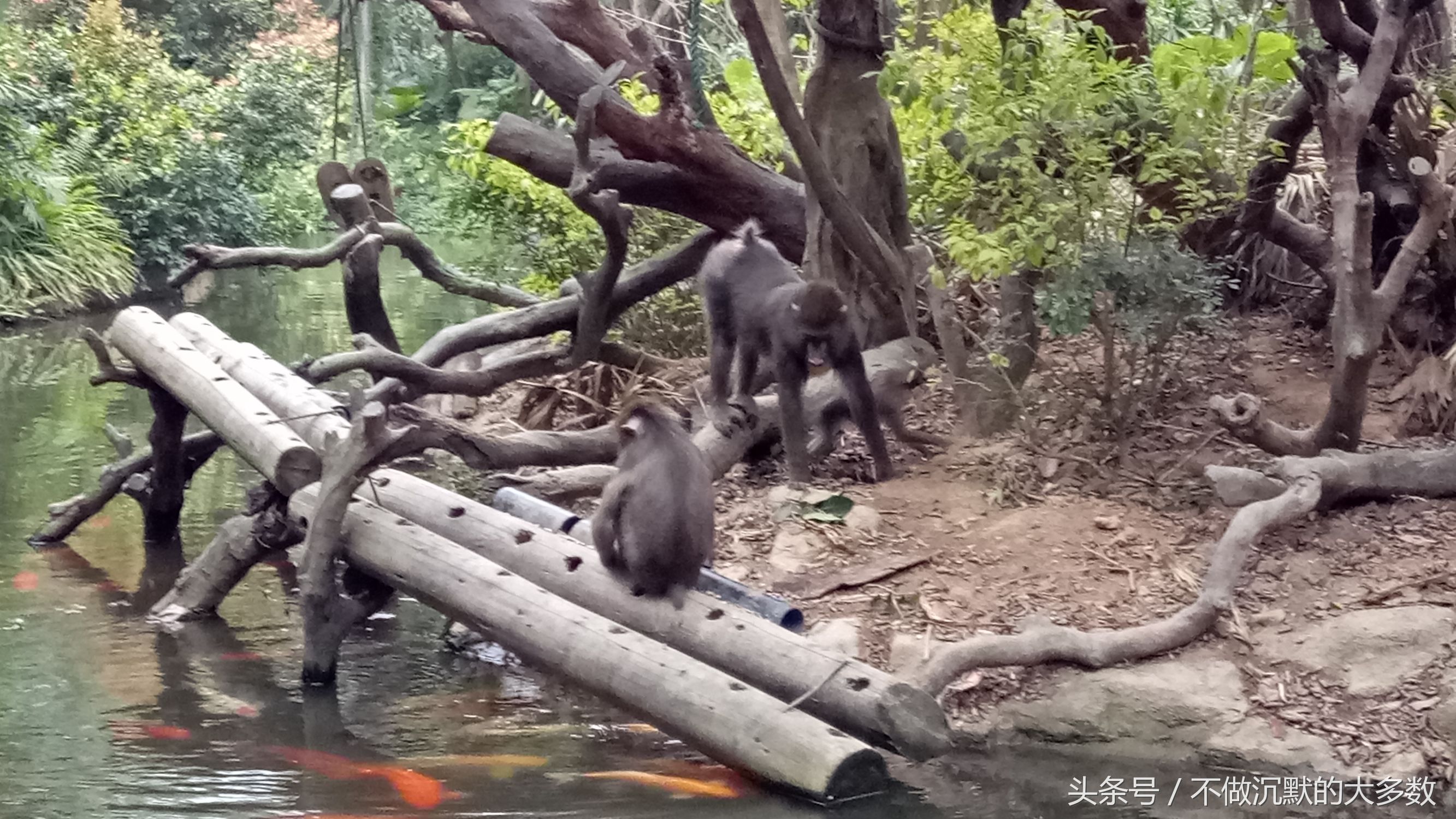 长隆野生动物园金蛇秘境有毒蛇吗,长隆野生动物园金蛇秘境怎么走