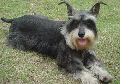 雪纳瑞小狗大便有血,雪纳瑞大便有点稀怎么办