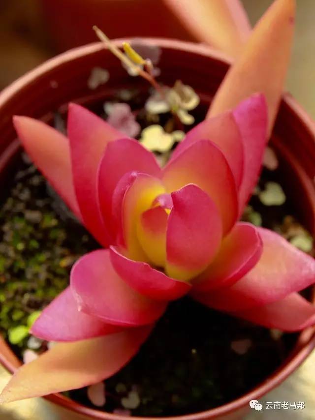 云南多肉冰玫瑰,云南的冬日多肉依旧色彩绚烂