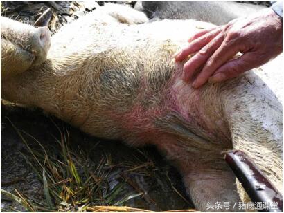 猪是怎样得猪肺疫的,什么阶段的猪易感染猪肺疫