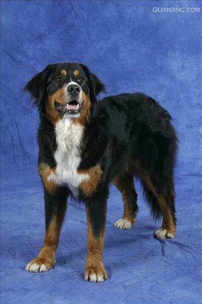 狗狗品种收集大全,收藏狗狗