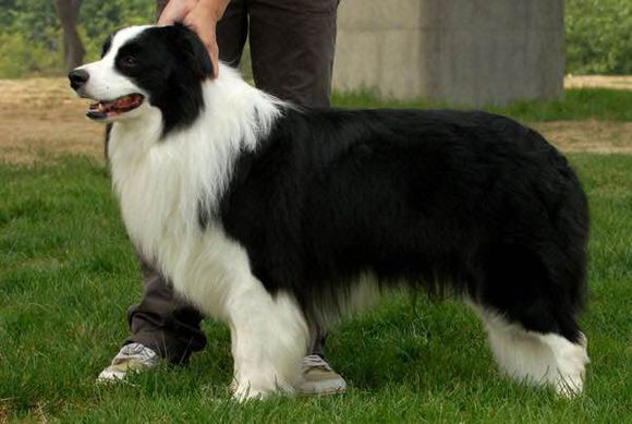 普遍的狗狗品种大全及图片,所有狗狗品种集合大全