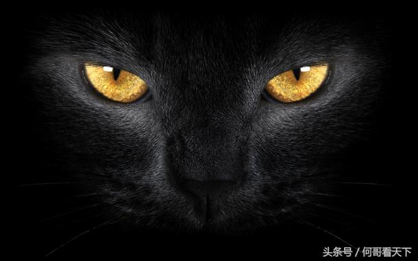 猫鬼神的来历,猫鬼神什么样子