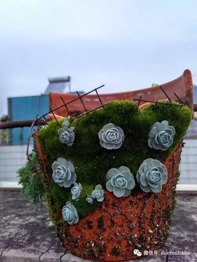 青苔覆盖多肉,青苔和多肉和平共处