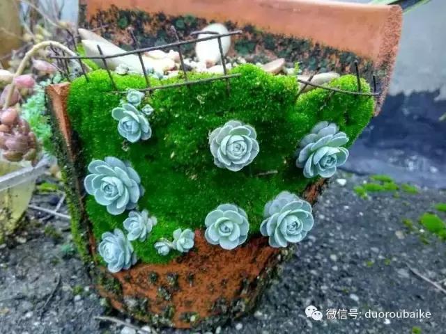 甯﹂潚鑻旂殑澶氳倝,澶氳倝闈掕嫈鍩瑰吇