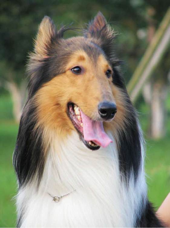 普遍的狗狗品种大全及图片,所有狗狗品种集合大全