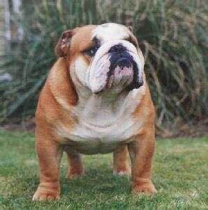 普遍的狗狗品种大全及图片,所有狗狗品种集合大全