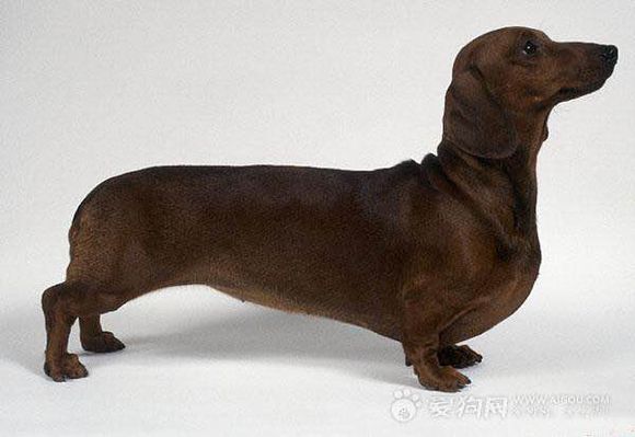 普遍的狗狗品种大全及图片,所有狗狗品种集合大全