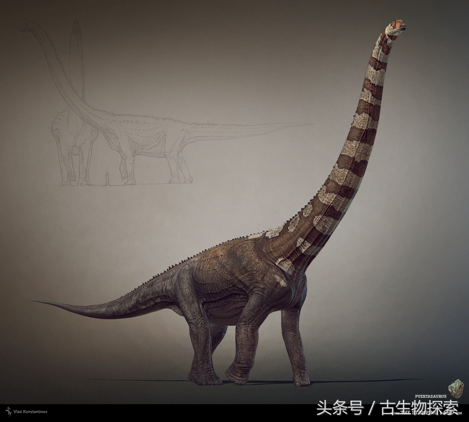 普尔塔龙恐龙视频,普尔塔龙