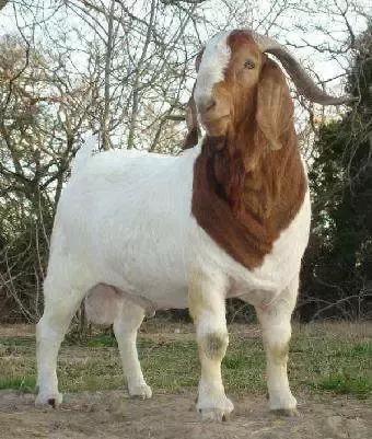 云养羊线上平台,云养羊软件