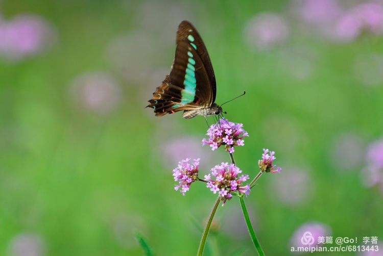 微距镜头下的昆虫视角,微距下的昆虫摄影