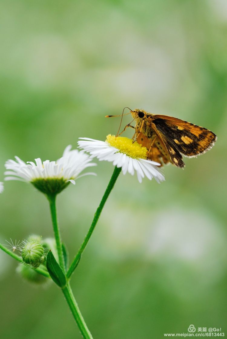 微距镜头下的昆虫视角,微距下的昆虫摄影