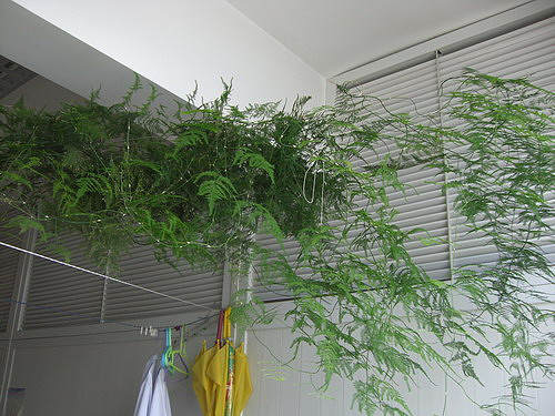 水培文竹和土培有什么不一样,怎么鉴别水培文竹和土培文竹