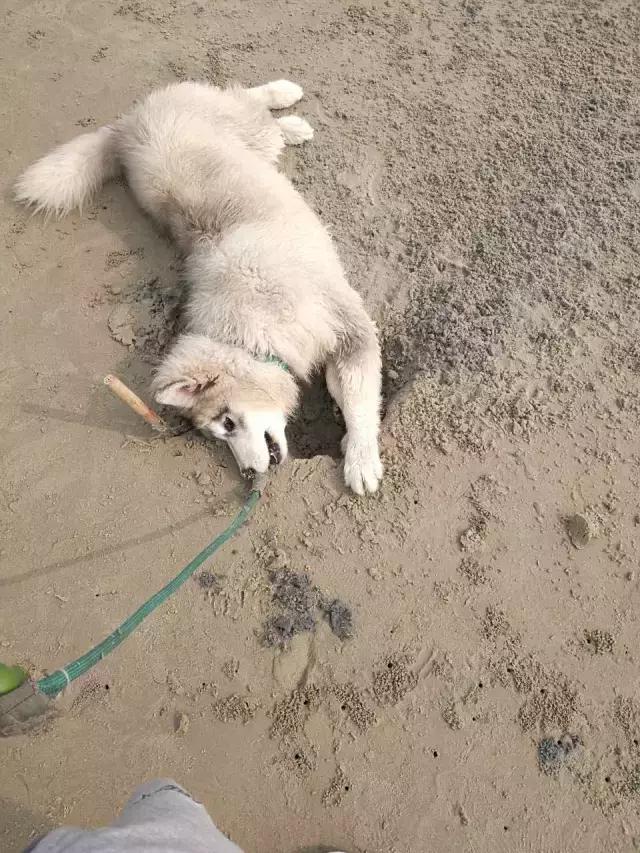 长沙宠物蜥蜴品种有哪些,别人家养的宠物蜥蜴食肉动物