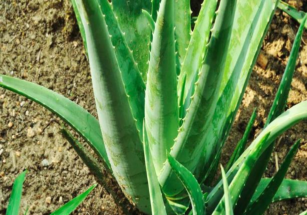 治疗肝火的植物,去肝火的植物