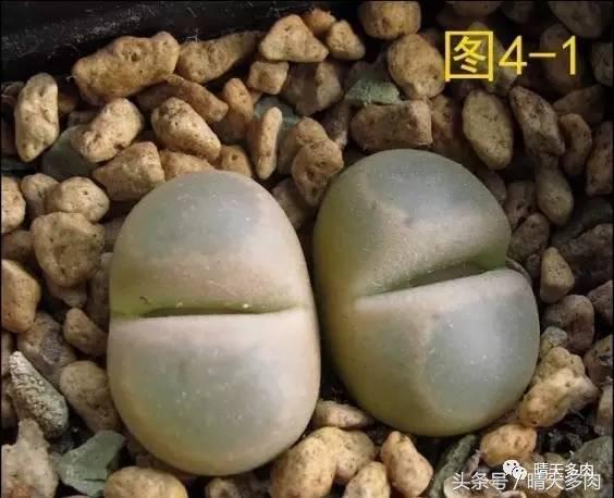 收到生石花处于蜕皮时期如何处理,生石花蜕皮最佳时间