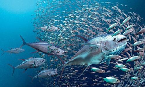 金枪鱼怎么烹饪最佳,一斤左右的金枪鱼最佳烹饪方法