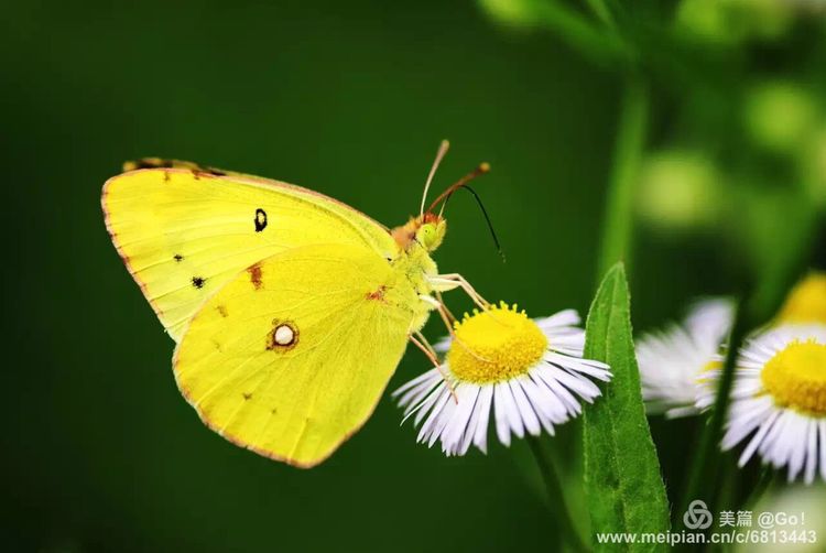 微距镜头下的昆虫视角,微距下的昆虫摄影