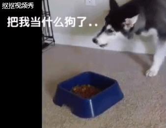 哈士奇不吃狗粮,还骂骂咧咧想掀翻狗盆,二哈真是有脾气